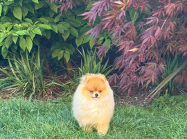 Pomeranian puppies