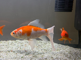 Free large goldfish