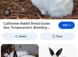 Callifornia rabbit for sale.