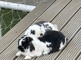 Male and female mini lop rabbits
