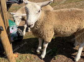 Super friendly lambs for sale