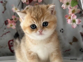 NEED REHOMED ASAP Beautiful TICA ACTIVE REG female golden shaded British shorthair kitten