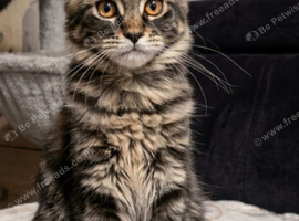 Only three are left. Maine Coon Kittens