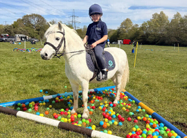 LR/FR 9yo 11.2hh Gelding