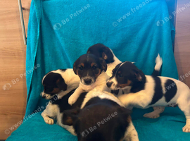 Jacks Russell  puppies