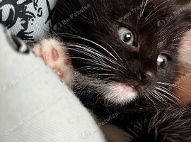 1 boy & 1 girl tuxedo kitten