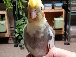 Tame Baby Cockatiel