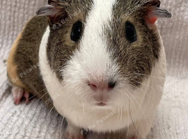 Guinea pigs - Bonded trio of Girls