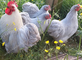 Lavender pekin 12 weeks old