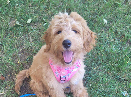 Beautiful Goldendoodle girl