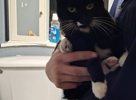 2 year old female called bella