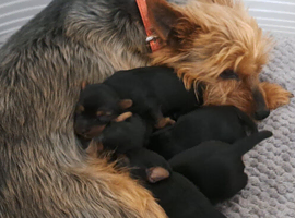 Yorkshire terrier puppies