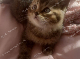 Stunning mixed kittens Tabby British blue