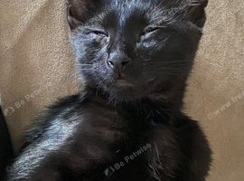 Black male kitten