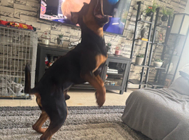 Dog sitting in greenhithe kent