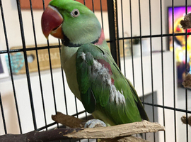 2 year old Alexandrine