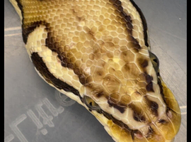 Group of pythons! Home&rsquo;s asap