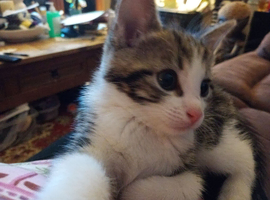 Kitten