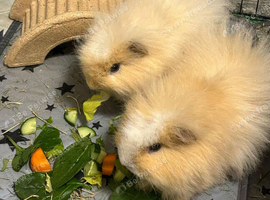 Male Swiss Guinea Pigs x2
