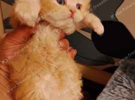 Exotic Persian girl and boy ready for rehoming