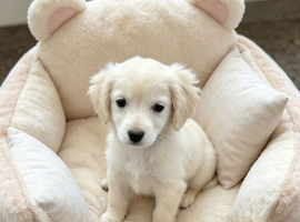 Maltipoo cross chihuahua