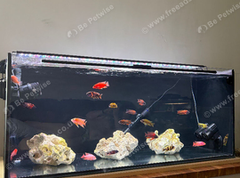Cichlids
