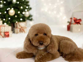 Beautiful Red Miniature Poodle, Stud Package Available.