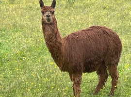 Brown Suri Alpaca Female