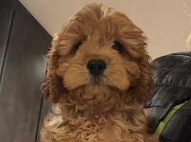Cavapoo