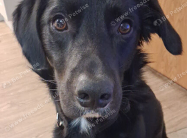 Hi