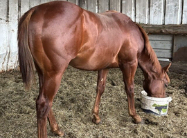 American Quarter Horse Striking rich chestnut 2024 -  "Freddie"
