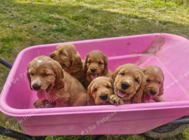 Golden Show type Cocker Spaniel puppies.