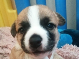 Jack chi pups