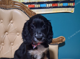 3 stunning kc registered Cocker spaniel puppies left