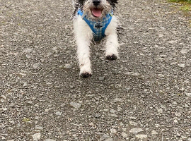 Lhasa lapso x jack Russell