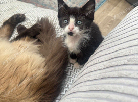 MALE KITTEN READY FOR NEW HOME