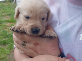Litter of 8 beautiful goldadors