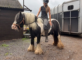 Super heavy weight mare