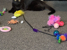 Cat for sale