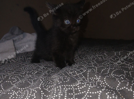 1 female black kitten