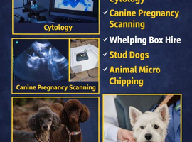 Canine fertility