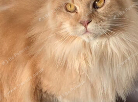 Adult Tica registered Girl