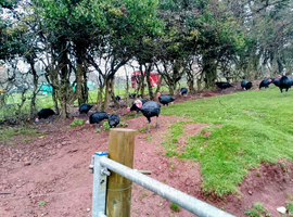 young stag norfolk black turkey for sale