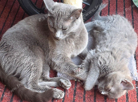 1 kitten available