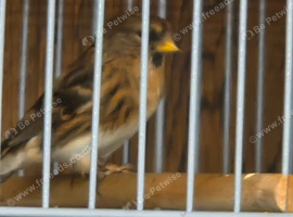 Pair of redpolls