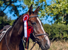 16.2h 10yr old all rounder