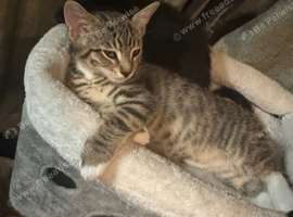 Two 12 week old bengal cross kittens