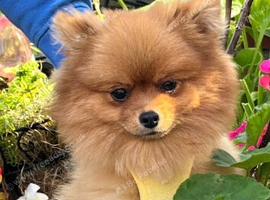 Stunning pomeranian female