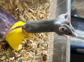 Fancy mice Baby&rsquo;s