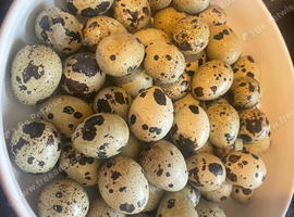 ** QUAIL HATCHING EGGS **